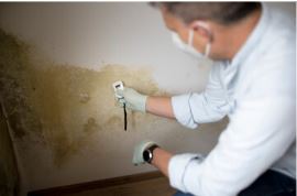 Mold Testing: What You Need to Know